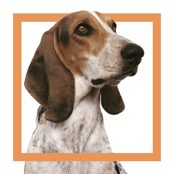 Sabueso Fino Colombiano