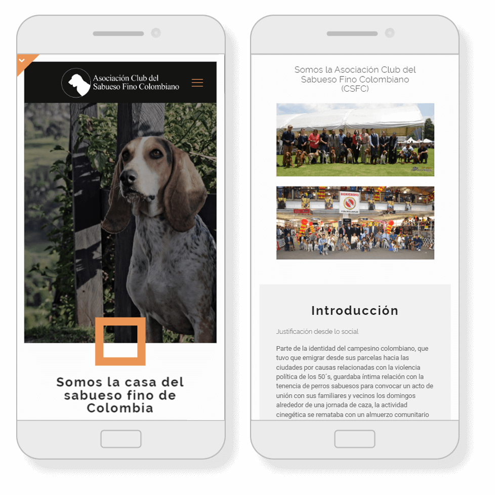 Sabueso Fino Colombiano