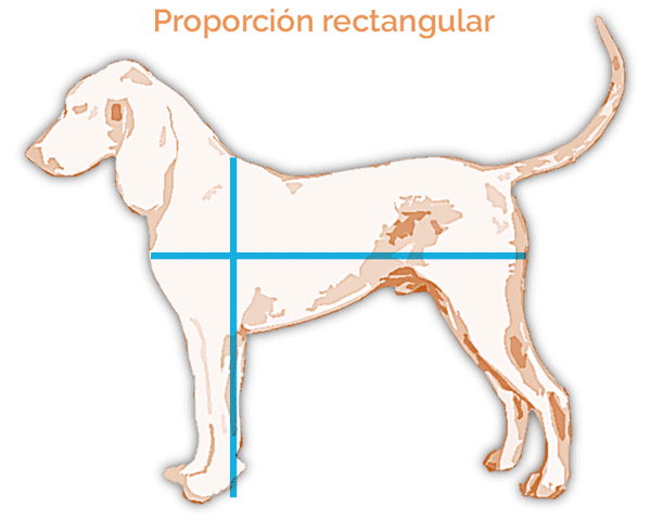 Sabueso Fino Colombiano